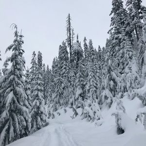 Meet your Posher, Tracie